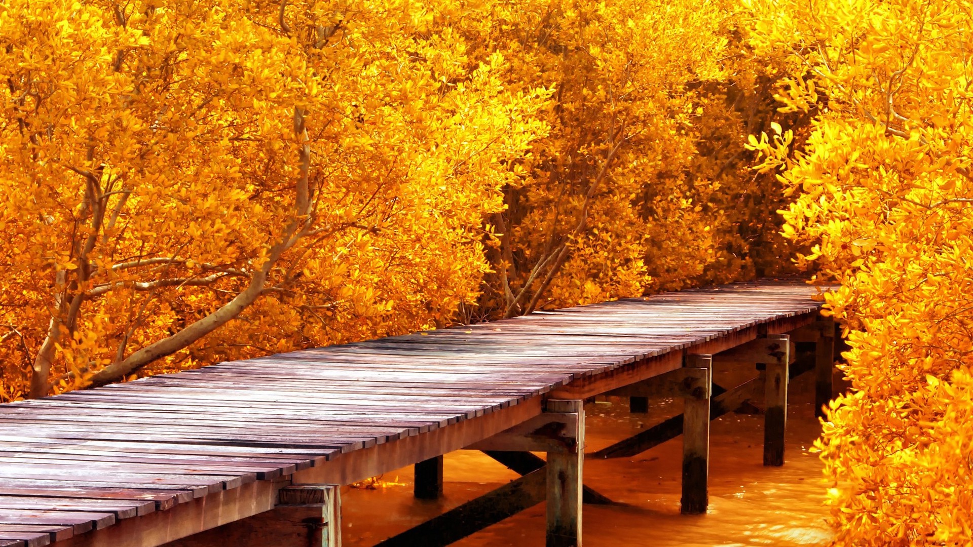 nature, Landscape, Pier, Water, Wooden Surface, Trees, Yellow, Leaves, Fall, Branch Wallpaper