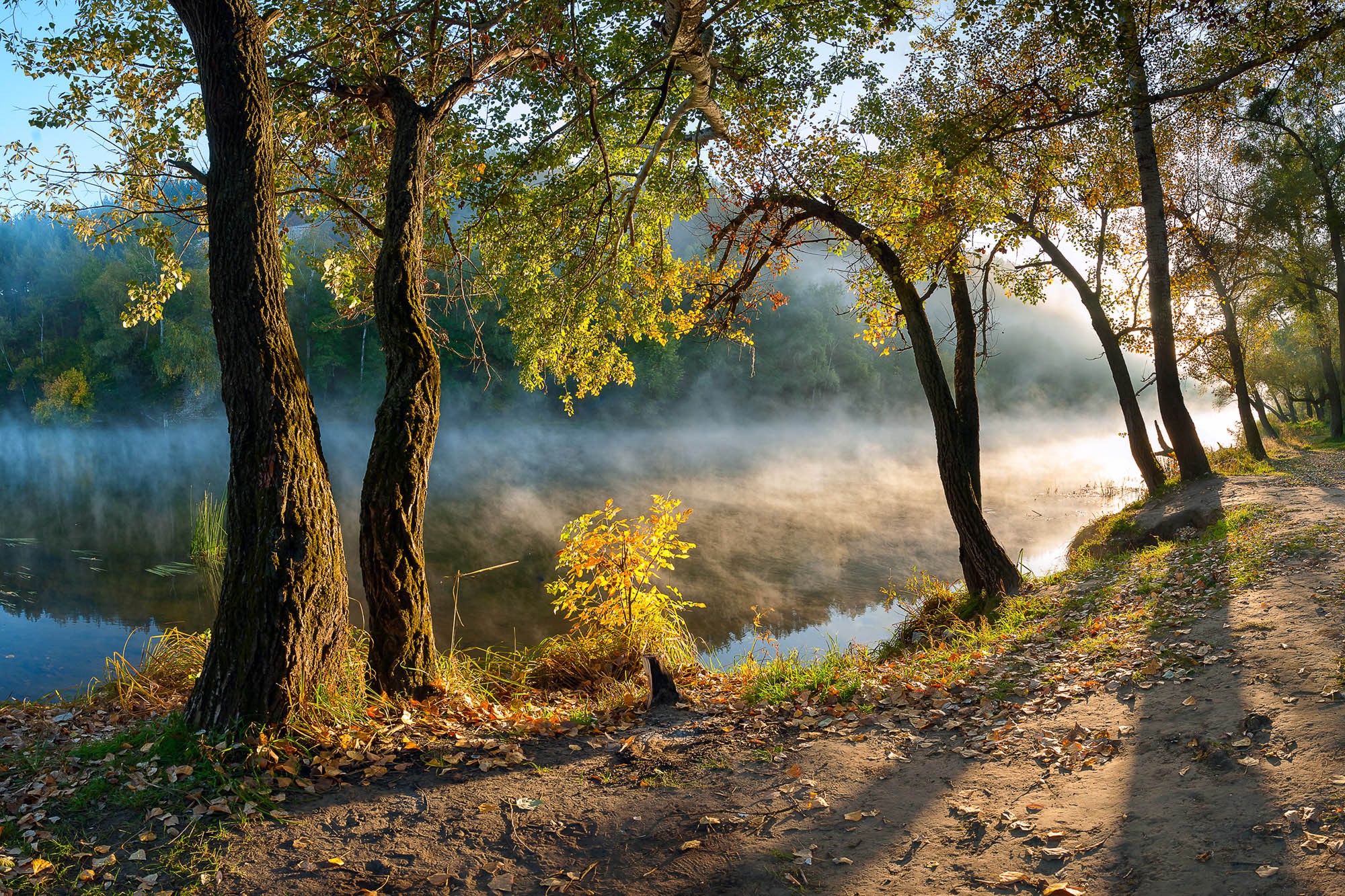 sunrise, Leaves, River, Mist, Morning, Forest, Path, Water, Nature, Landscape Wallpaper