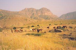 horse, Iran, Nature, Animals, Summer, Landscape, Field, Grass