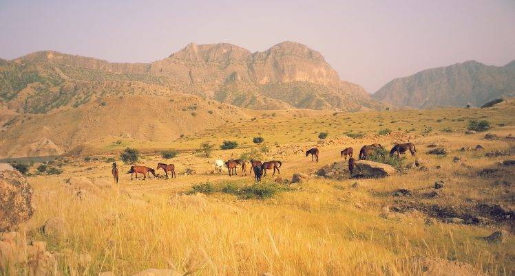 horse, Iran, Nature, Animals, Summer, Landscape, Field, Grass HD Wallpaper Desktop Background
