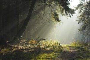 nature, Trees, Sunlight, Path, Spruce, Forest, Landscape