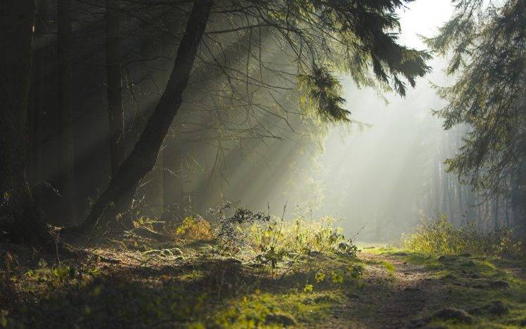 nature, Trees, Sunlight, Path, Spruce, Forest, Landscape HD Wallpaper Desktop Background