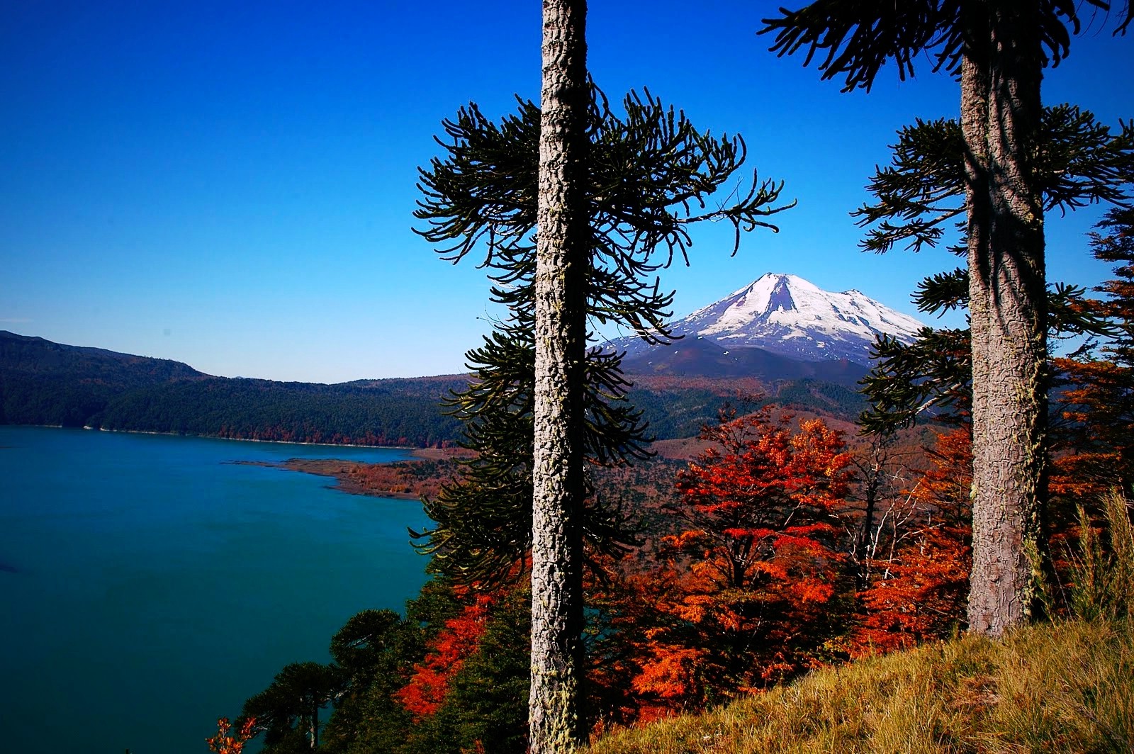 volcano, Chile, Forest, Lake, Fall, Snowy Peak, Trees, Monkey Puzzle Tree, Grass, Morning, Nature, Mountain, Landscape Wallpaper