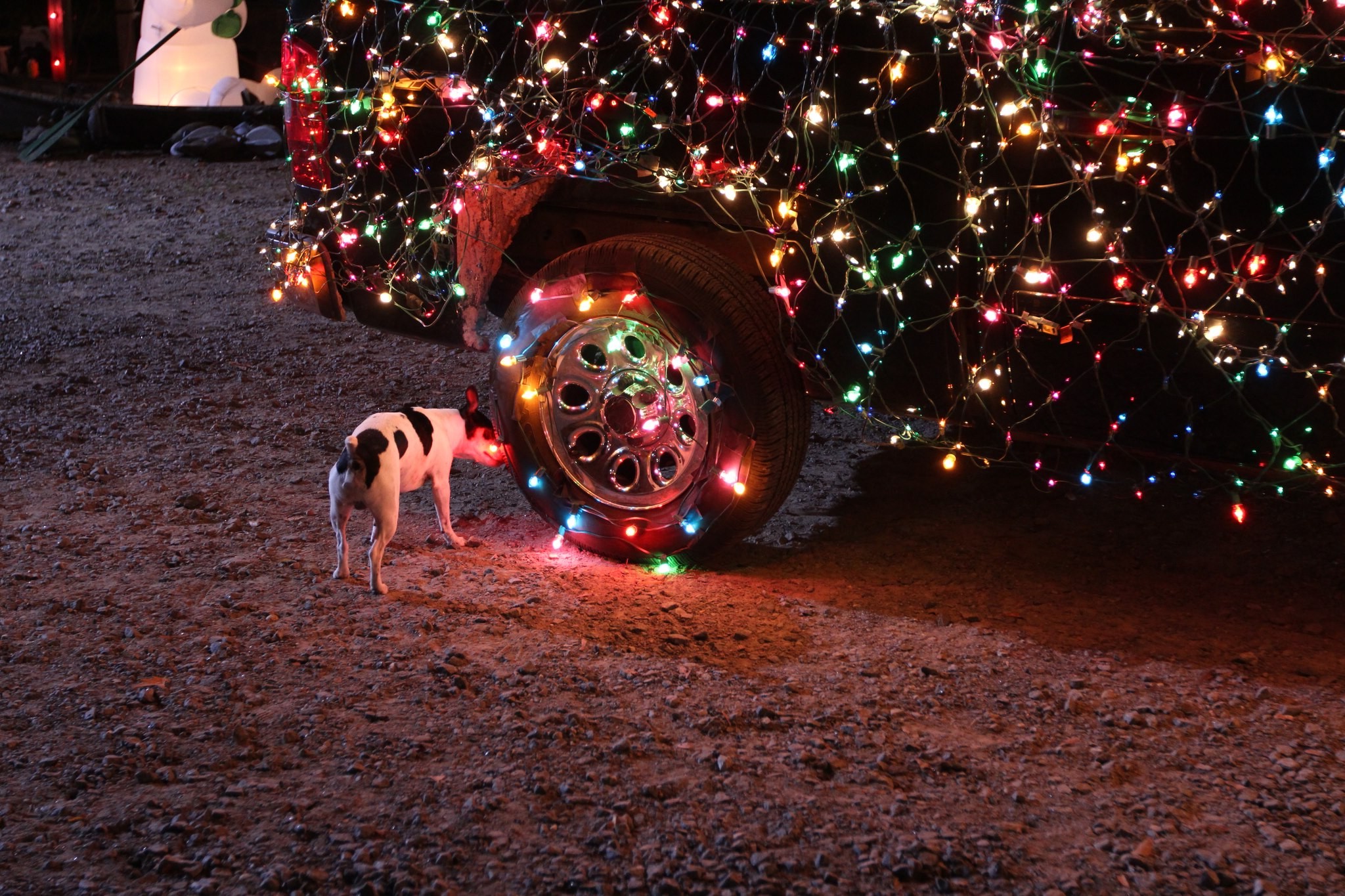 dog, Car, Christmas Lights Wallpaper