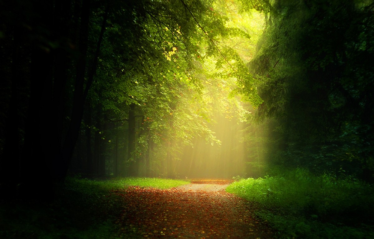 path, Leaves, Forest, Sunlight, Mist, Trees, Grass, Sun Rays, Nature, Landscape, Dirt Road Wallpaper