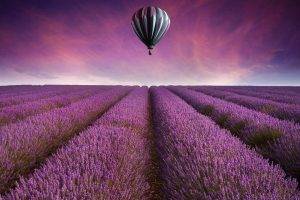 hot Air Balloons, Field, Lavender, Purple Flowers, Landscape