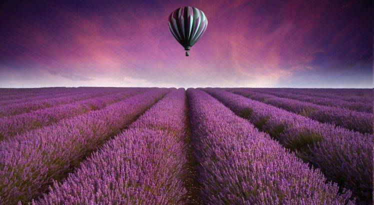 hot Air Balloons, Field, Lavender, Purple Flowers, Landscape HD Wallpaper Desktop Background