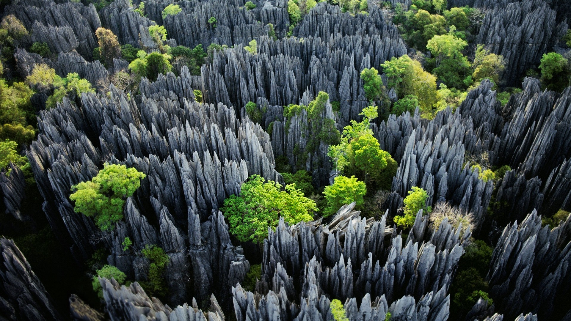 stones, Madagascar, Trees, Erosion, Tropical, Nature, Landscape, Limestone Wallpaper