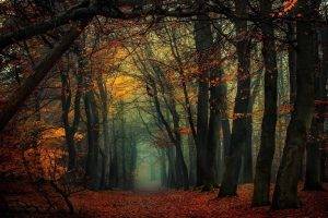 forest, Mist, Fall, Leaves, Trees, Path, Nature, Landscape
