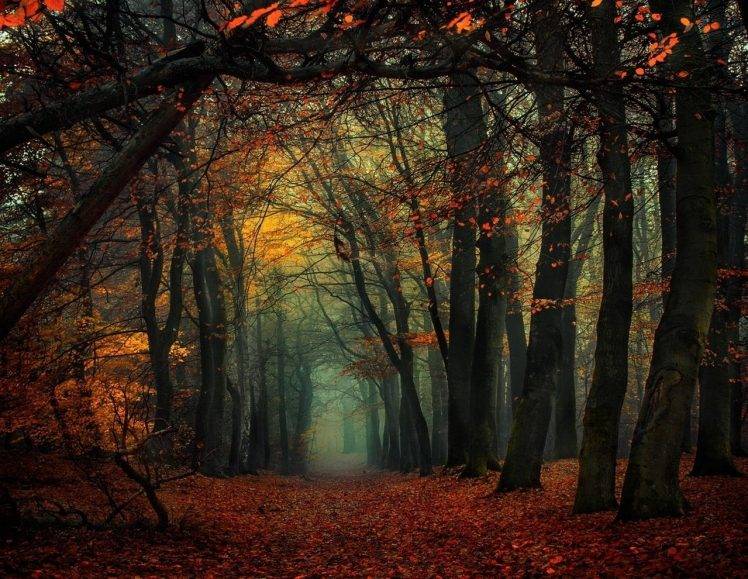 forest, Mist, Fall, Leaves, Trees, Path, Nature, Landscape HD Wallpaper Desktop Background