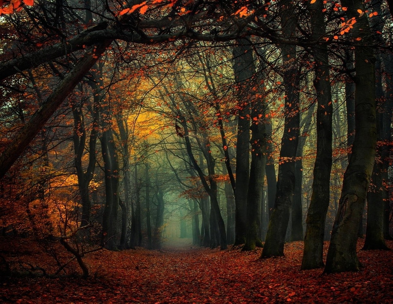 forest, Mist, Fall, Leaves, Trees, Path, Nature, Landscape Wallpaper