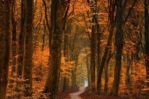 fall, Trees, Path, Forest, Road, Leaves, Gold, Amber, Landscape, Nature