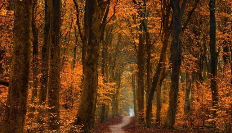 fall, Trees, Path, Forest, Road, Leaves, Gold, Amber, Landscape, Nature HD Wallpaper Desktop Background