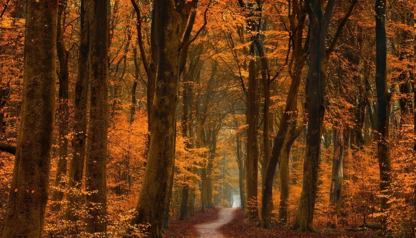 fall, Trees, Path, Forest, Road, Leaves, Gold, Amber, Landscape, Nature Wallpaper