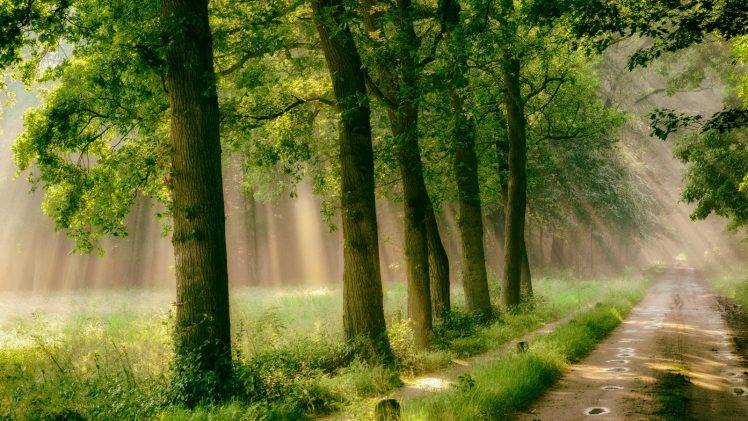 forest, Road, Trees, Grass, Mist, Path, Rain, Sunlight, Nature, Landscape, Green HD Wallpaper Desktop Background