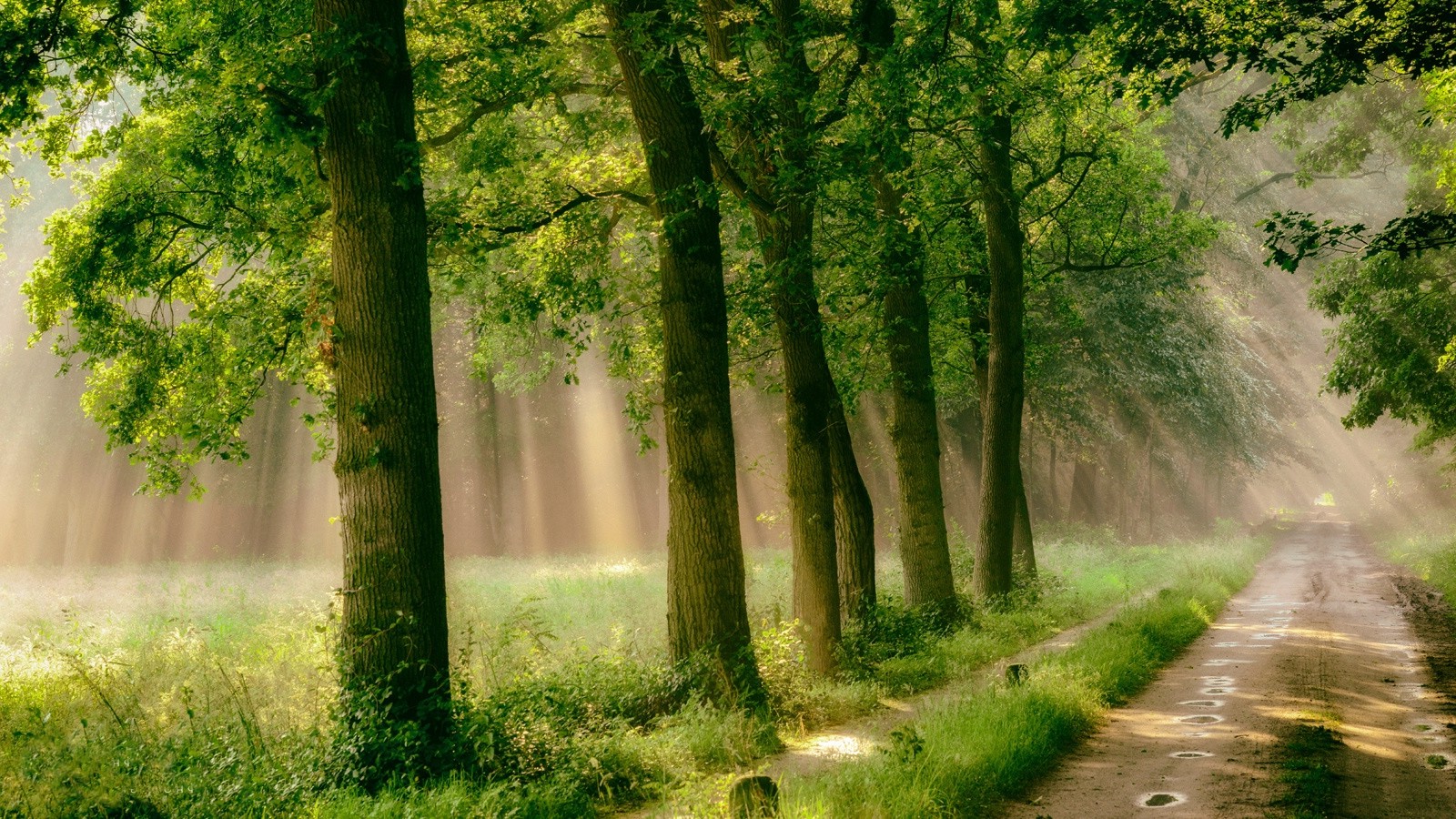 forest, Road, Trees, Grass, Mist, Path, Rain, Sunlight, Nature, Landscape, Green Wallpaper