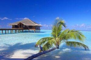 Maldives, Resort, Beach, Palm Trees, Sand, Birds, Bungalow, Walkway, Vacations, Sea, Tropical, Nature, Landscape