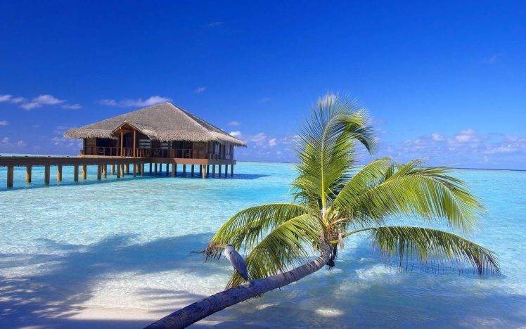 Maldives, Resort, Beach, Palm Trees, Sand, Birds, Bungalow, Walkway, Vacations, Sea, Tropical, Nature, Landscape HD Wallpaper Desktop Background
