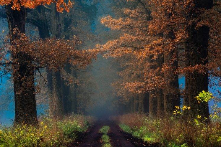 fall, Shrubs, Mist, Trees, Road, Path, Leaves, Sunrise, Nature, Landscape HD Wallpaper Desktop Background