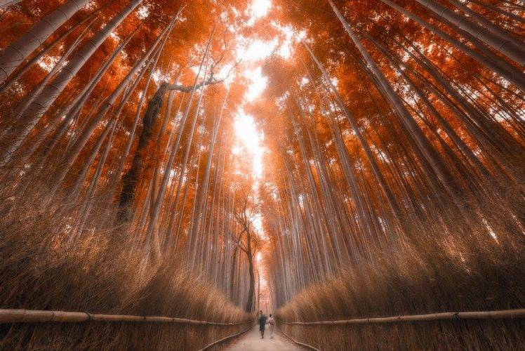 bamboo, Forest, Fall, Japan, Trees, Path, Sunlight, Nature, Landscape HD Wallpaper Desktop Background