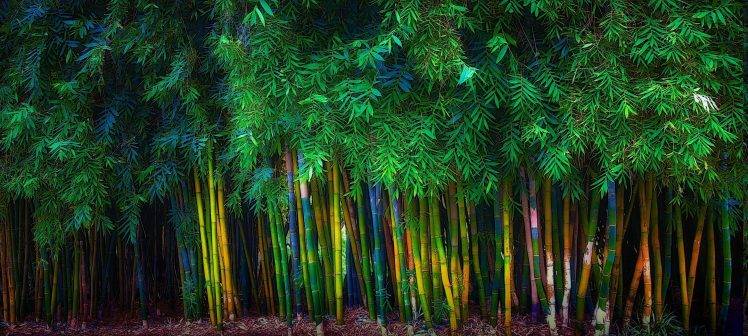 bamboo, Trees, Leaves, Spring, Nature, Green, Landscape HD Wallpaper Desktop Background