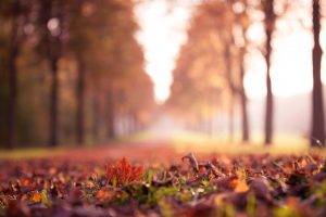landscape, Nature, Fall, Forest, Leaves, Closeup, Depth Of Field