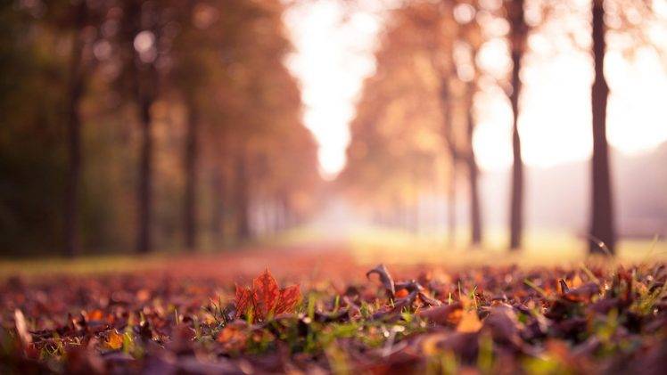 landscape, Nature, Fall, Forest, Leaves, Closeup, Depth Of Field HD Wallpaper Desktop Background