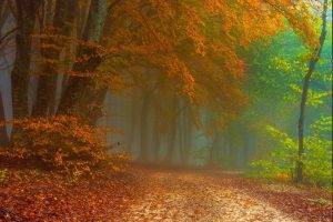 path, Mist, Forest, Fall, Leaves, Nature, Landscape