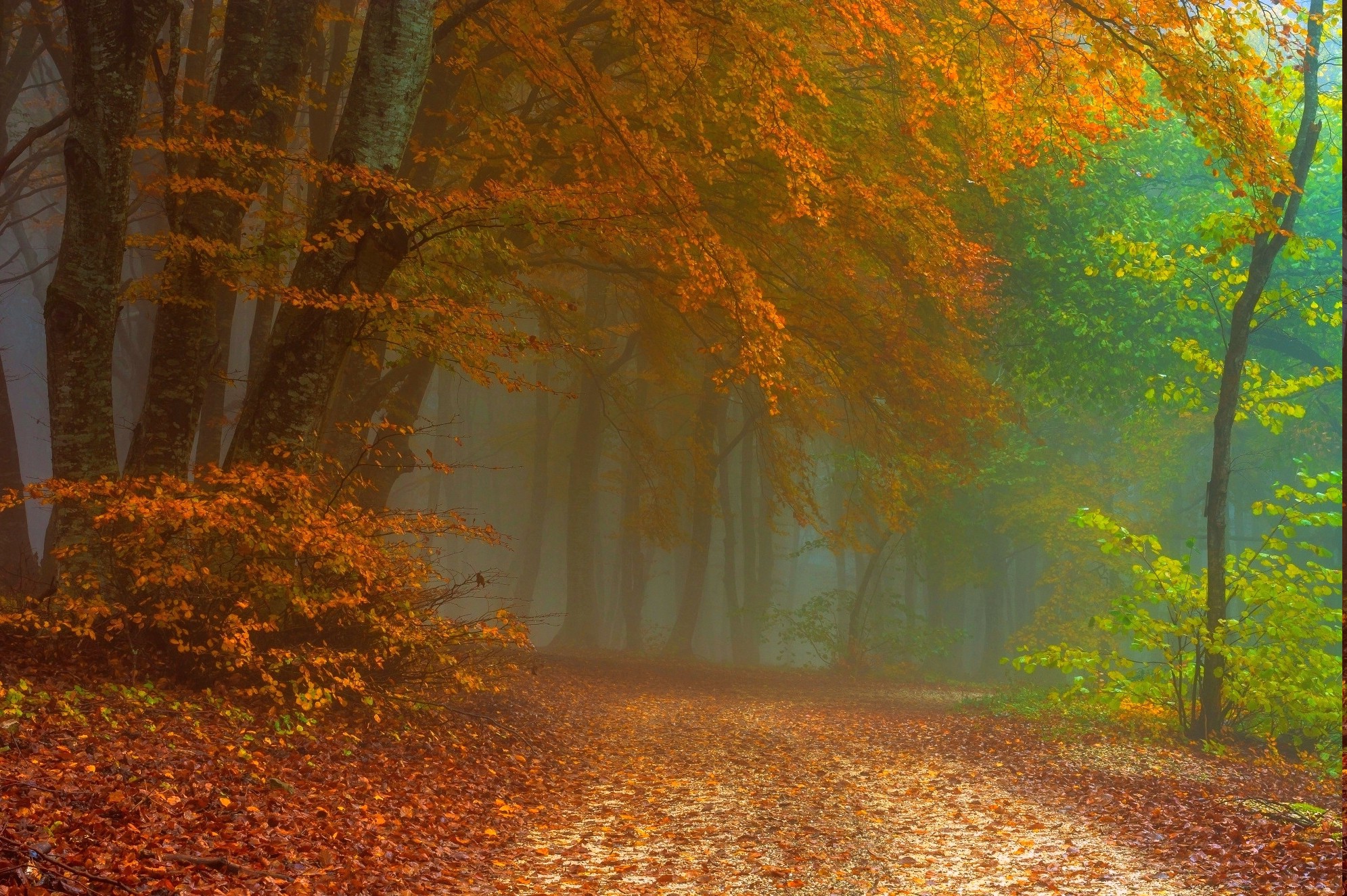 path, Mist, Forest, Fall, Leaves, Nature, Landscape Wallpaper