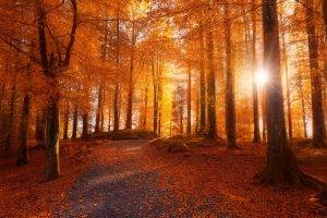 morning, Forest, Sunlight, Path, Trees, Fall, Leaves, Nature, Landscape, Norway, Dirt Road