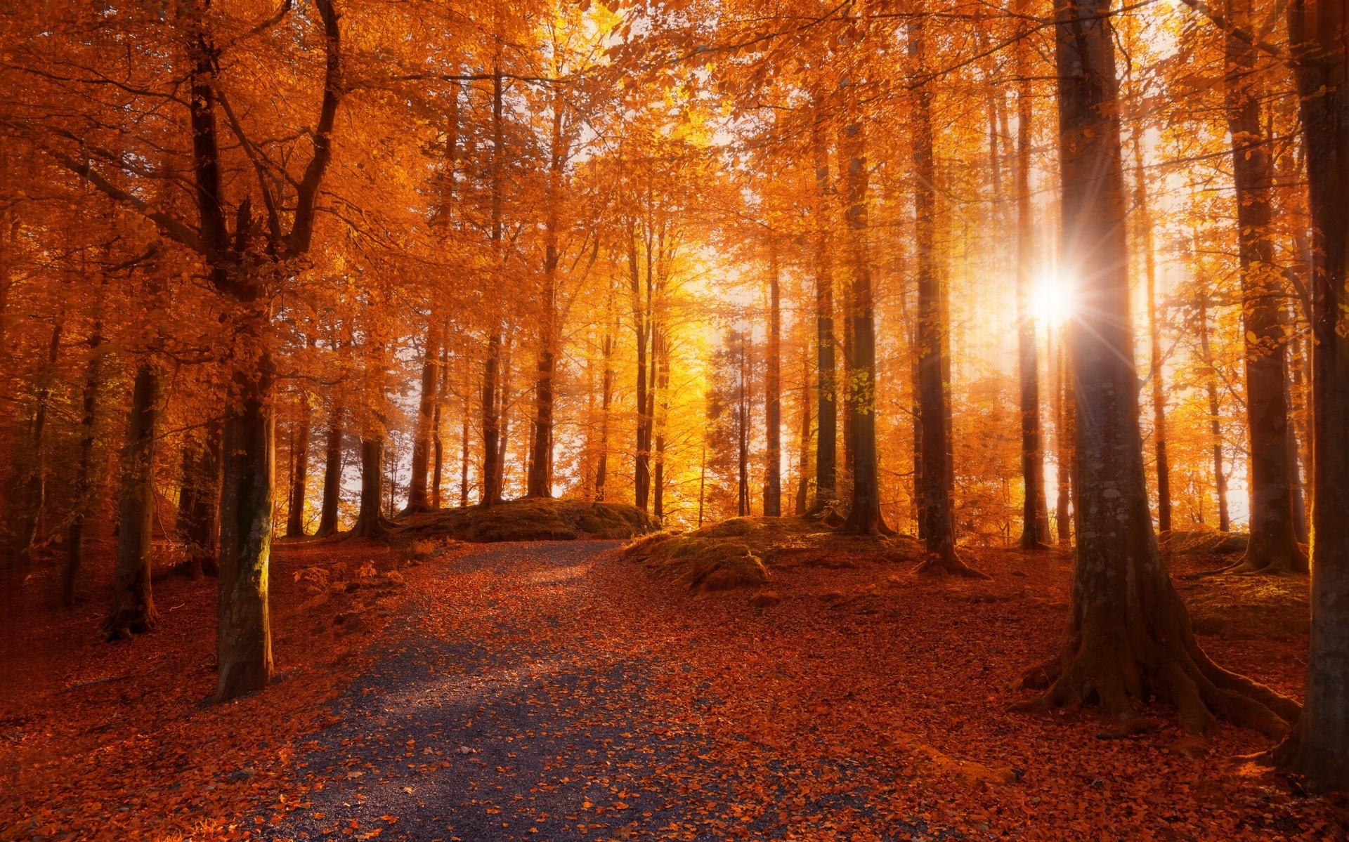 morning, Forest, Sunlight, Path, Trees, Fall, Leaves, Nature, Landscape, Norway, Dirt Road Wallpaper