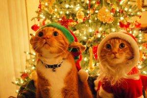 animals, Cat, Christmas