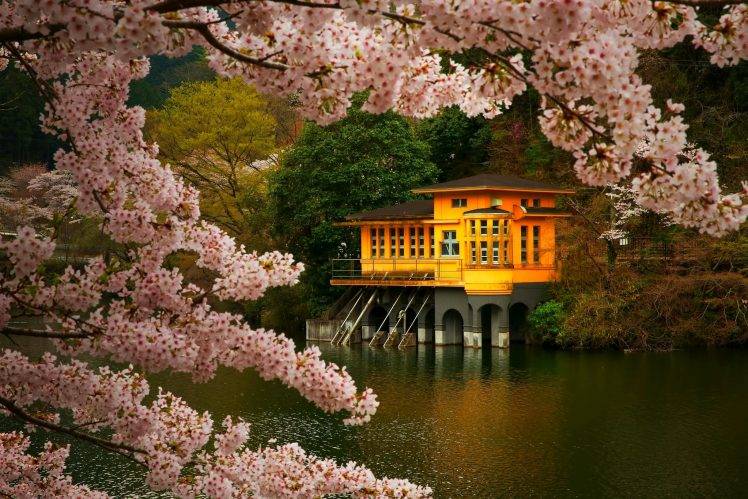 cherry Blossom, Trees, Spring, Lake, Flowers, Japan, Nature, Landscape,  Pink, Gold, Green Wallpapers HD / Desktop and Mobile Backgrounds