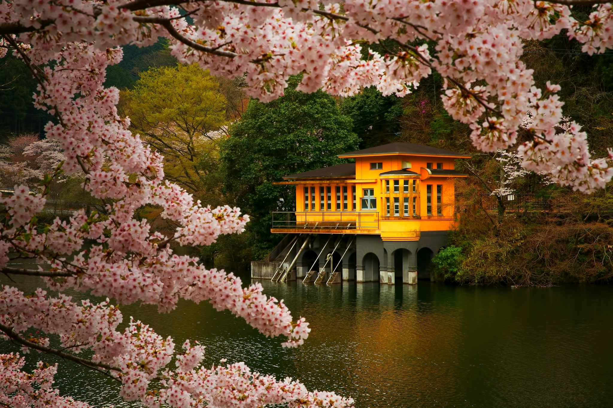 cherry Blossom, Trees, Spring, Lake, Flowers, Japan ...