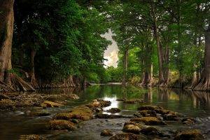 trees, River, Roots, Forest, Water, Nature, Landscape