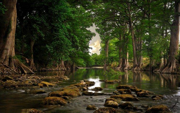 trees, River, Roots, Forest, Water, Nature, Landscape HD Wallpaper Desktop Background