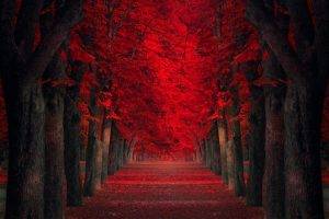 path, Trees, Red, Leaves, Fall, Park, Nature, Landscape, Red Leaves