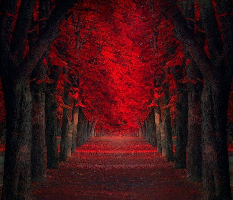 path, Trees, Red, Leaves, Fall, Park, Nature, Landscape, Red Leaves HD Wallpaper Desktop Background