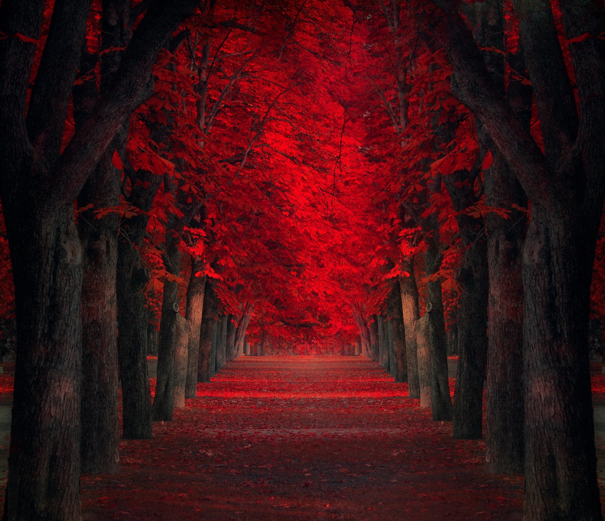 path, Trees, Red, Leaves, Fall, Park, Nature, Landscape, Red Leaves Wallpaper