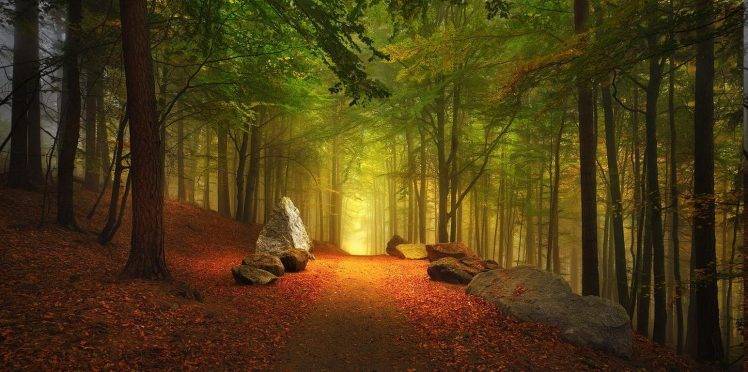 forest, Path, Fall, Leaves, Hill, Trees, Germany, Mist, Nature, Landscape, Sunrise, Sunlight, Dirt Road HD Wallpaper Desktop Background