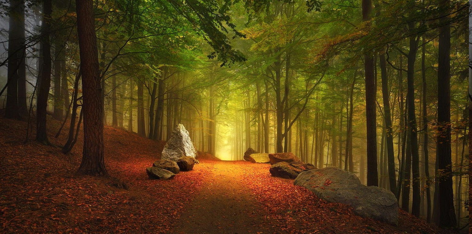 Forest Path Fall Leaves Hill Trees Germany Mist Nature