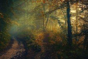 fall, Forest, Path, Shrubs, Trees, Mist, Sunlight, Sunrise, Nature, Landscape