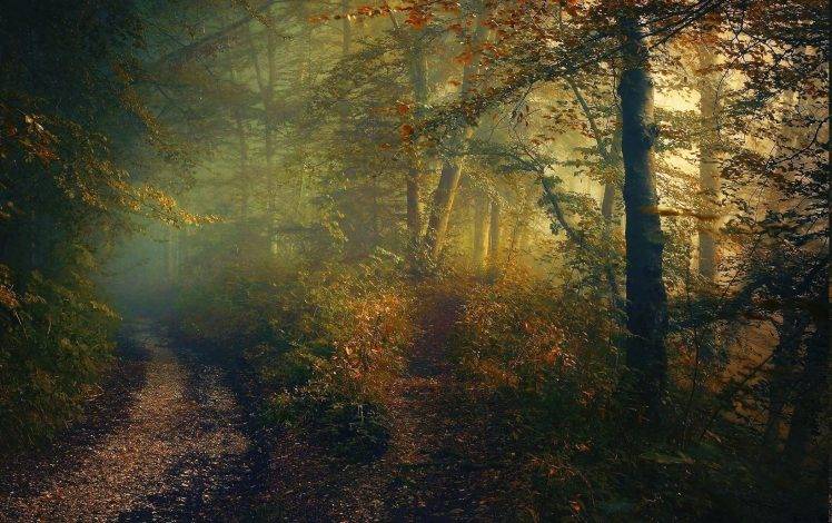 fall, Forest, Path, Shrubs, Trees, Mist, Sunlight, Sunrise, Nature, Landscape HD Wallpaper Desktop Background