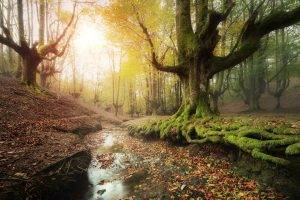 forest, Creeks, Moss, Sunrise, Leaves, Trees, Water, Fall, Spain, Hill, Nature, Landscape