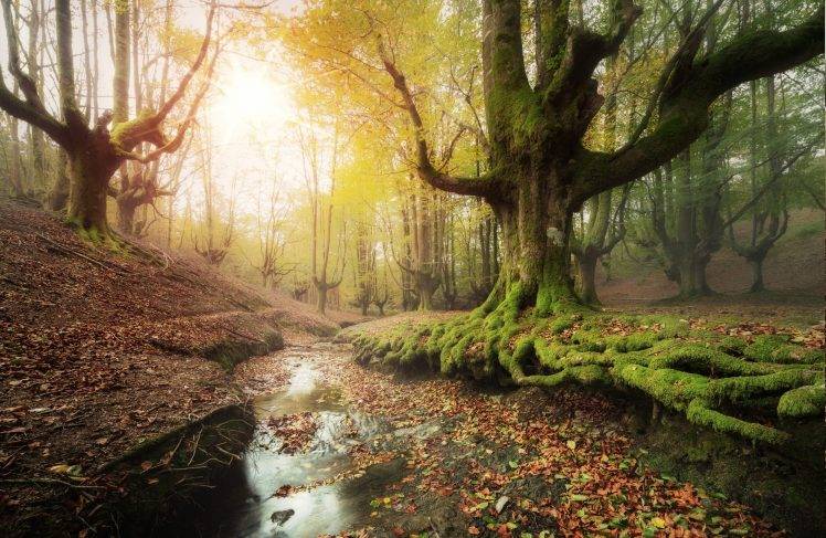 forest, Creeks, Moss, Sunrise, Leaves, Trees, Water, Fall, Spain, Hill, Nature, Landscape HD Wallpaper Desktop Background