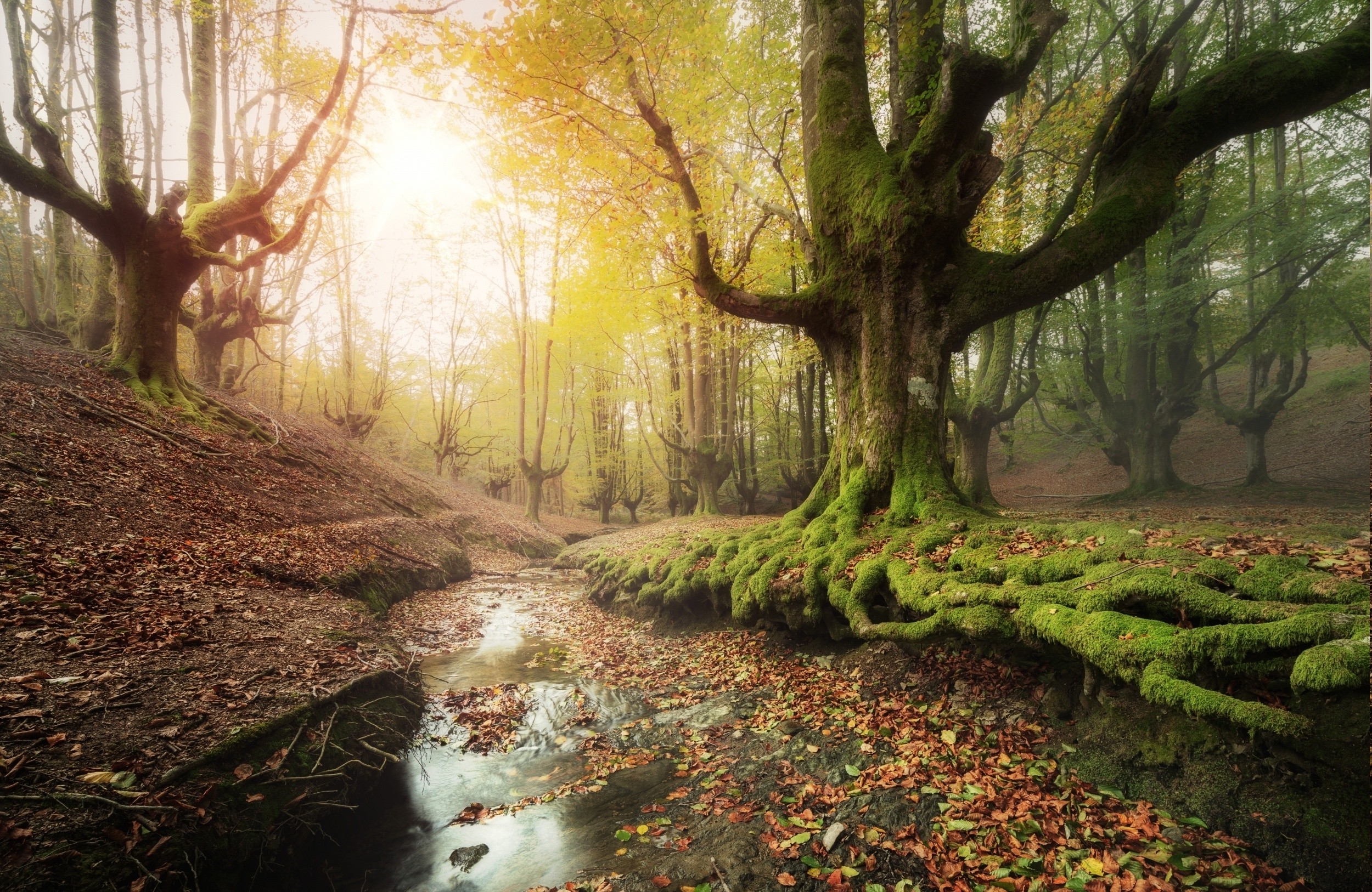 forest, Creeks, Moss, Sunrise, Leaves, Trees, Water, Fall, Spain, Hill, Nature, Landscape Wallpaper