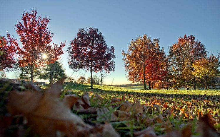 nature, Leaves, Landscape HD Wallpaper Desktop Background