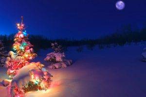 Christmas Tree, Snow, Christmas Lights