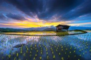 sunrise, Rice Paddy, Hut, Terraces, Water, Mountain, Clouds, Yellow, Blue, Sun Rays, Nature, Landscape