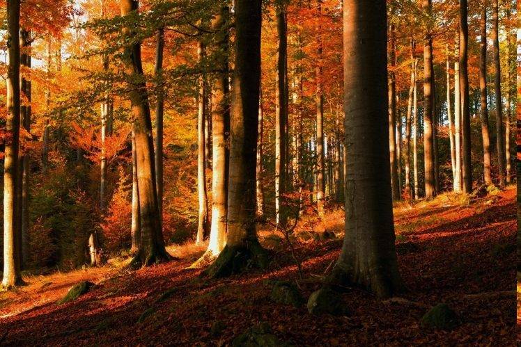 sunset, Forest, Fall, Trees, Leaves, Hill, Moss, Shrubs, Nature, Landscape HD Wallpaper Desktop Background